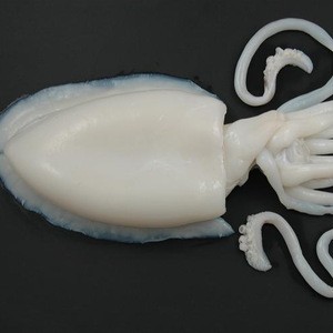 FROZEN CUTTLEFISH CLEAN (ALL SIZES) NOW AVAILABLE YEAR ROUND