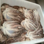 Frozen octopus