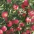 Import Gala fuji fresh apple fruit for sale from China