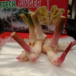 Galangal fresh Grade AA