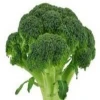 Good quality Broccoli