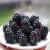 Import Grade A iqf fruit fresh frozen blackberry fruit in bulk from China