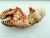 Import Hairy Snow Crab Antarctica from Chile