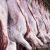 Import Halal Fresh / Frozen Goat / Lamb / Sheep Meat For Sale from Germany