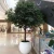 Import High Quality Plastic Artificial Banyan Tree from China