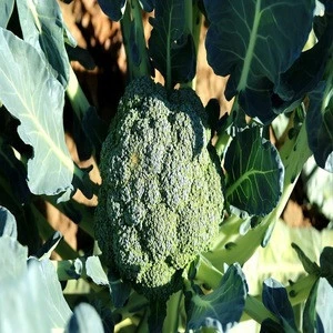 Hot Sale Fresh Broccoli With Lower Price