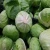 Import Hot sale fresh green chinese ball cabbage for sale from Philippines