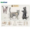 Licensed Educational Plastic 3D Medical Anatomical Wall Chart /Poster  - Feline/Cat Skeletal Anatomy