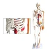 life size human anatomical model for medical education, plastic skeleton, human anatomy skeleton model