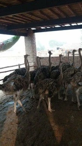 Live healthy Ostrich Chicks for sale