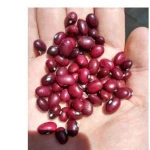 Long Red Kidney Beans! for sale now