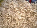 Low Priced Quality Fresh Ginger