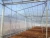 Import Multi-span plastic film greenhouse for agriculture from China