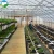 Import Multi-span plastic shed film greenhouse structure with irrigation&hydroponics eqiupment from China