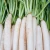 Import Natural Fresh White Radish For Sale from United Kingdom