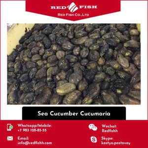 New Arrival Russian Frozen Sea Cucumber at Competitive Price
