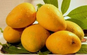 New Crops 2018 Fresh Natural Himsagor Mangoes