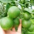 Import Orange OEM Style Fresh Green Lemon with competitive price from China