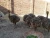 Import Ostrich Chicks /Red and Black neck Ostrich for sale/Live Ostrich Birds from South Africa