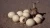 Import OSTRICH EGGS / FERTILIZED OSTRICH EGGS FOR SALE / OSTRICH CHICKS from Canada