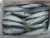 Import Pacific mackerel frozen spanish mackerel seafood from South Africa
