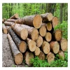 Pine, Spruce, Poplar logs (Ukraine Odessa)