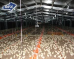 Poultry Shed Chicken Farm Building House For 10000 Chickens