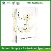 Qianfan Frog Skeleton Teaching Embedded Specimen School Supplies