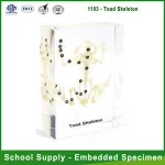 Qianfan Frog Skeleton Teaching Embedded Specimen School Supplies