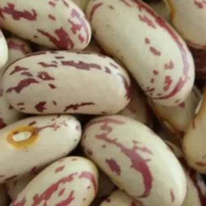 Quality Assured Split Light Speckled Kidney Beans/rajma Chitra/lima Bean