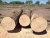 Import Red Oak Saw Log/ White Ash Saw Logs from Spain