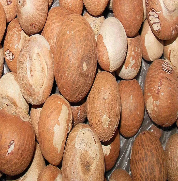 South Africa organic wholesale dried fresh betel nuts price