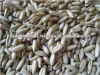 Spain High Quality and Best Quality Dehulling Oats