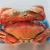 Spiny lobster &amp; rock lobster food grade thermoforming films and bags