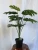 TH-15 Hot wholesale artificial ficus bonsai trees plastic faux fiddle leaf fig tree