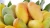 Import Thai mango from Thailand