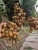 Import Thailand Premium Fresh Longan -  tropical fruit from Thailand (Direct from Farmer) OEM packaging from Thailand