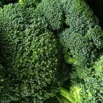 Top Quality Fresh Broccoli For Sale