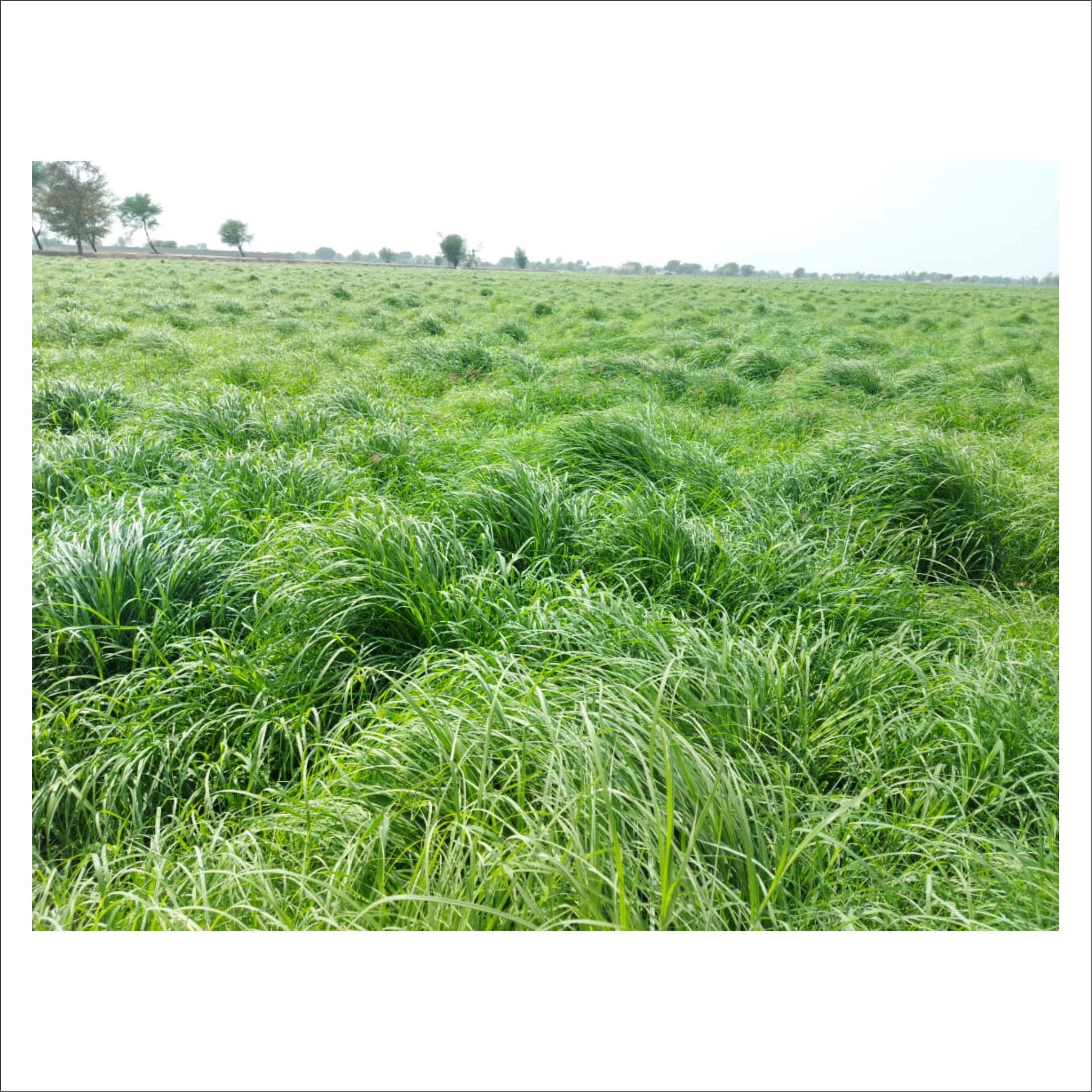 Top Quality Rhodes Grass Hay and Alfalfa Hay in Wholesale
