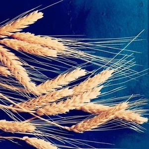 UKRAINIAN/ Russian Origin Milling Wheat (13.5 Protein)