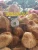 Import Vietnam semi husked coconuts whole sales (Ryan +84938244404) from Vietnam