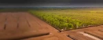 White Baltic Sphagnum Peat Moss