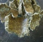 White Cotton Seed Oil Cake, Cotton Seed Meal, Cotton Seed