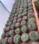 Import Wholesale 10-14cm Gymnocalycium baldianum Cristata cactus home decoration cactus for garden natural cactus plant from China
