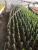 Import Wholesale cactus natural grafted plant woody plants cactus tree Harrisia jusbertii from China