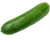 Import Wholesale Fresh Cucumber / Price Of Fresh Cucumber / Fresh Cucumber From Africa from South Africa