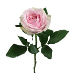 Wholesale Fresh Cut Flowers High Grade Cut Fresh Pink Avalache Roses
