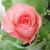 Import Wholesale Fresh Cut Rose Flowers Roses for Valentine&#39;s Day from China