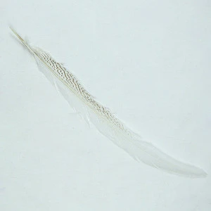 wholesale Pheasant Tail Feathers carnival pheasant feather for white feather trim