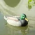 Import XPE foam hunting duck decoy from China